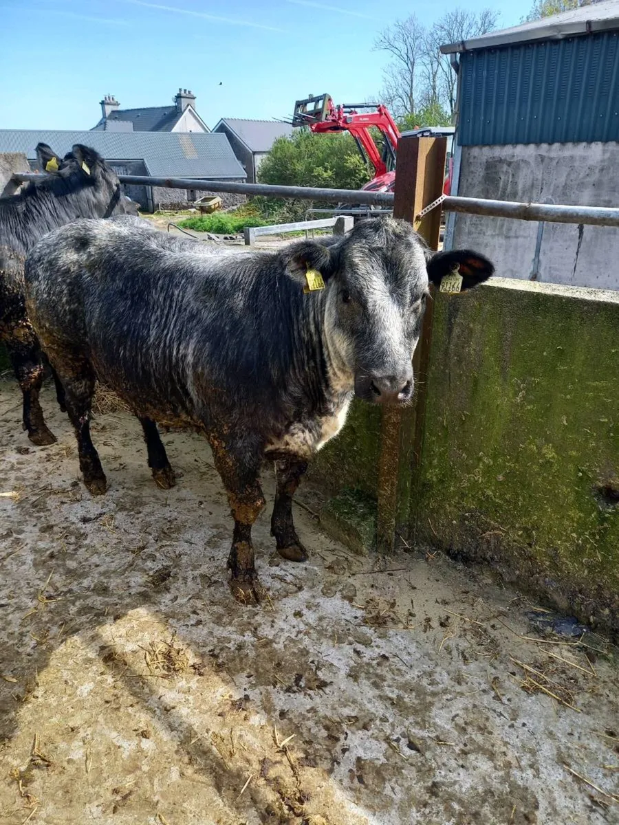 Limousin blue Cross hefiers for balla tomorrow - Image 1