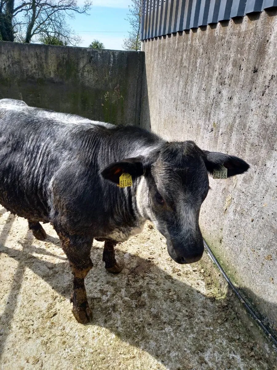 Limousin blue Cross hefiers for balla tomorrow - Image 4
