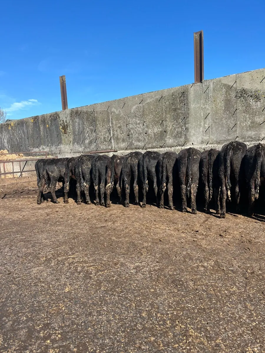Aungus heifers - Image 3