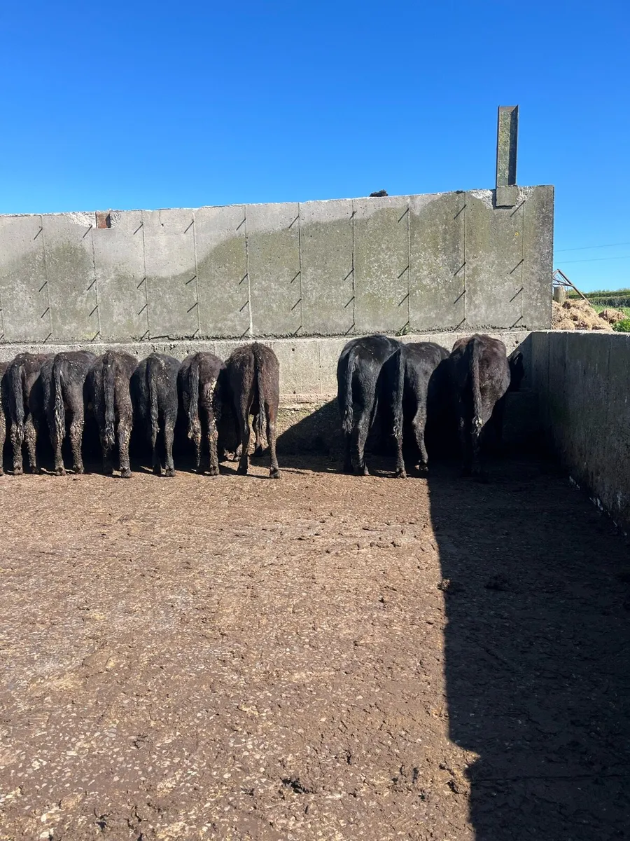 Aungus heifers - Image 2