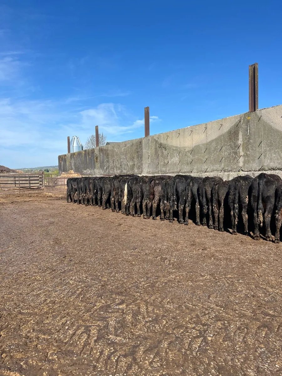 Aungus heifers - Image 1