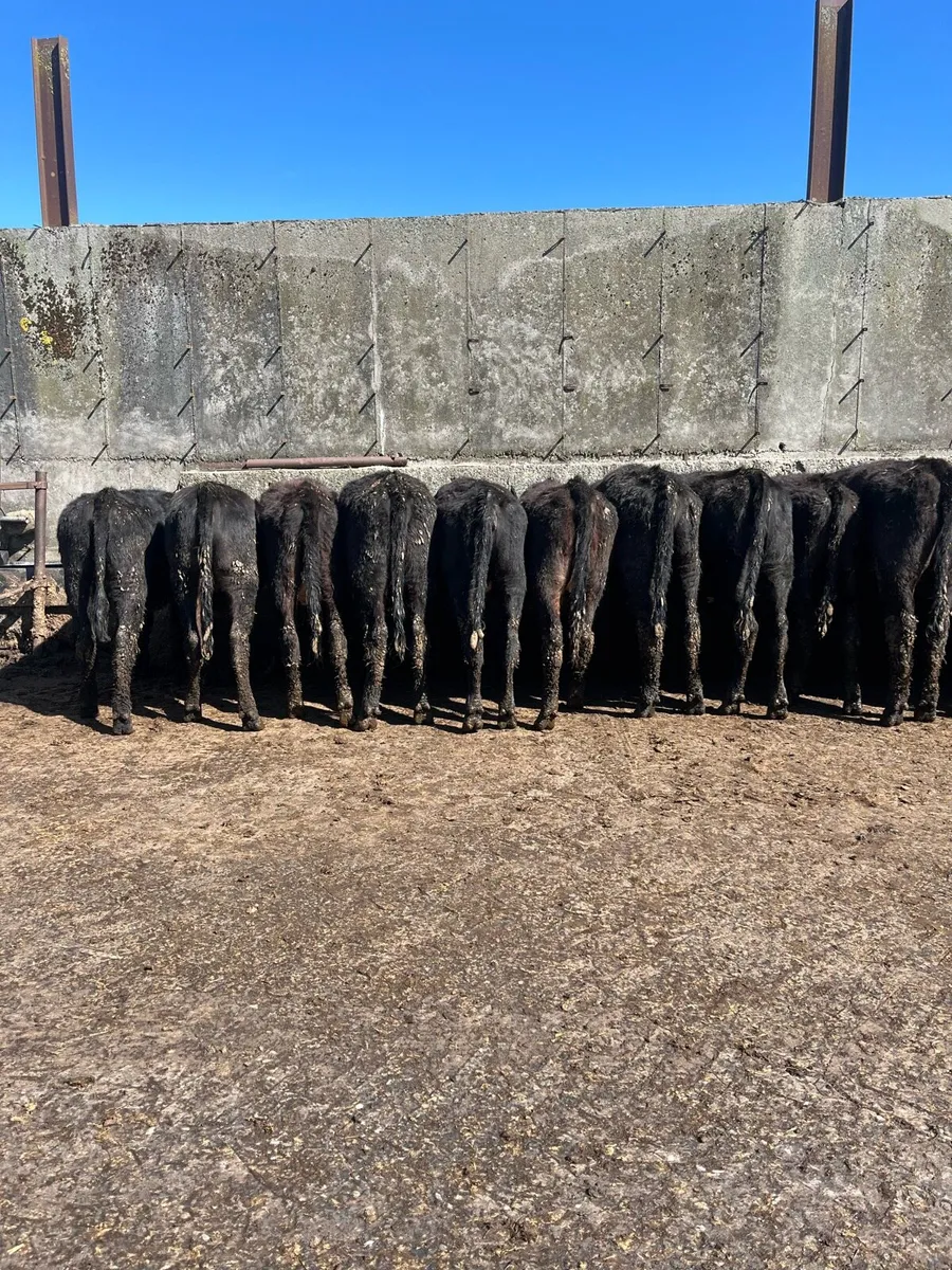 Aungus heifers - Image 4