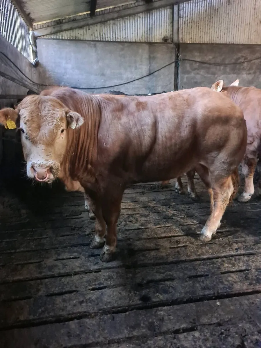 Pedigree Registered Limousin Bulls - Image 3