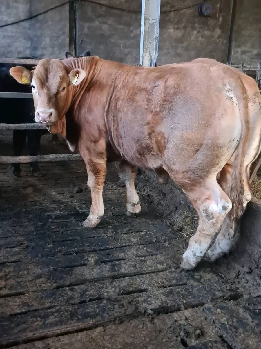Pedigree Registered Limousin Bulls - Image 4