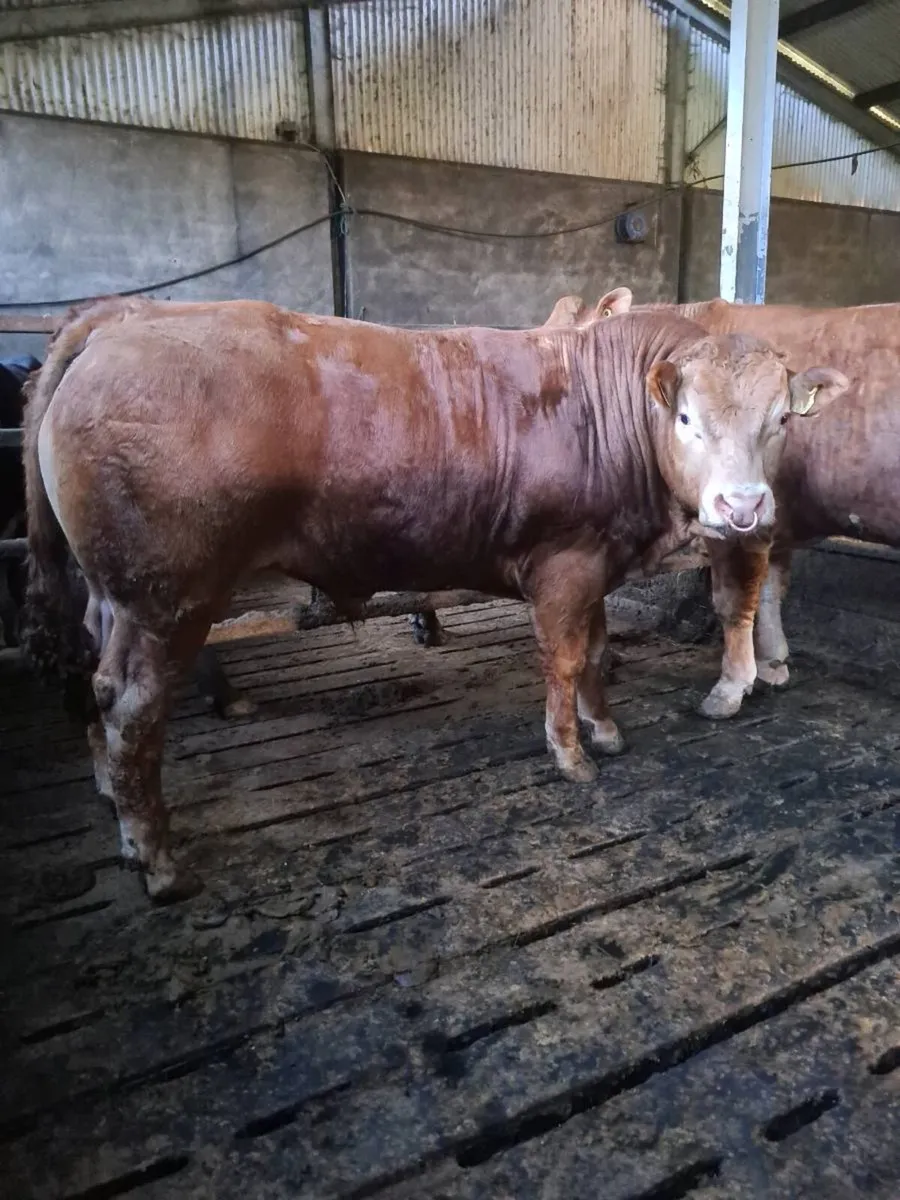 Pedigree Registered Limousin Bulls - Image 1