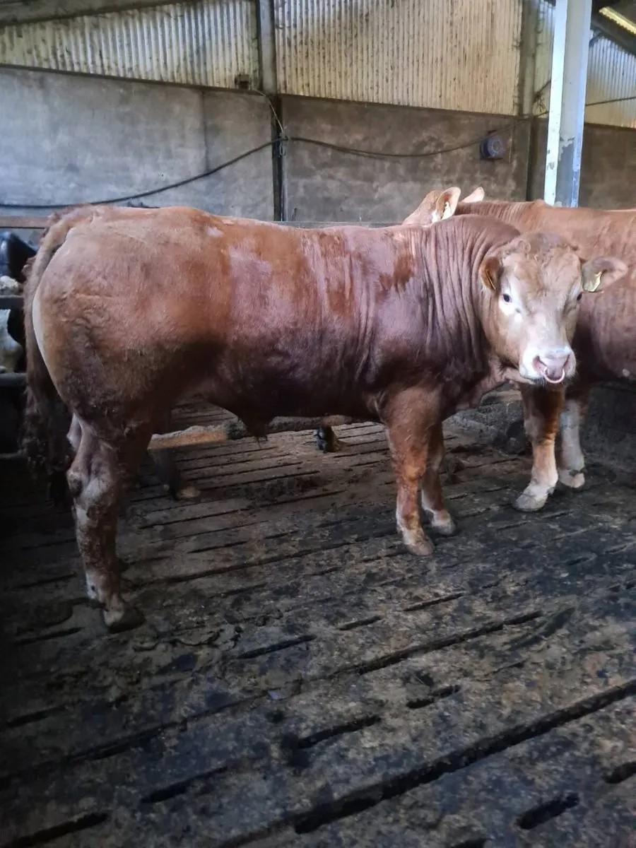 Pedigree Registered Limousin Bulls - Image 2
