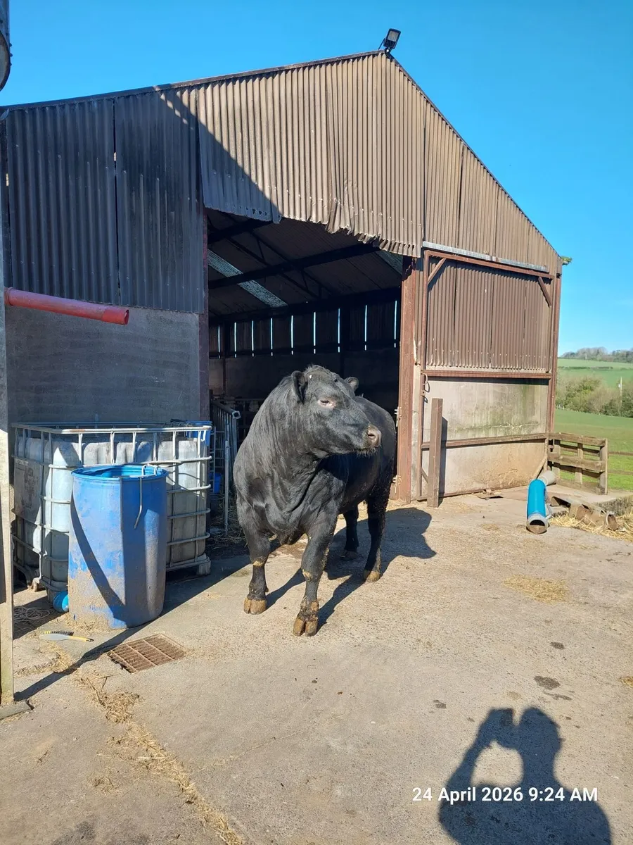 Angus Bull - Image 3