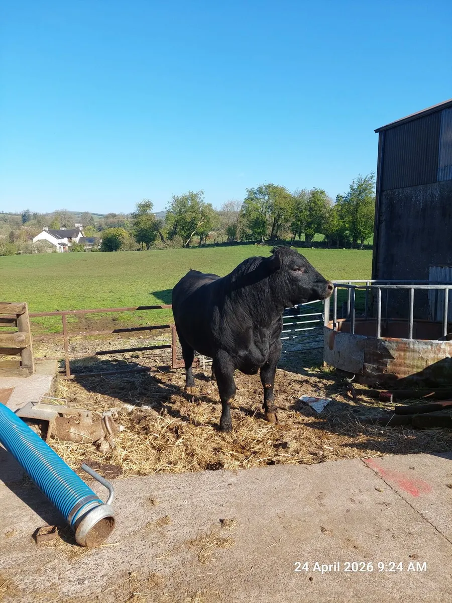 Angus Bull - Image 2