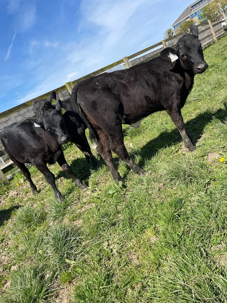Reared Angus Heifer Calfs - Image 1