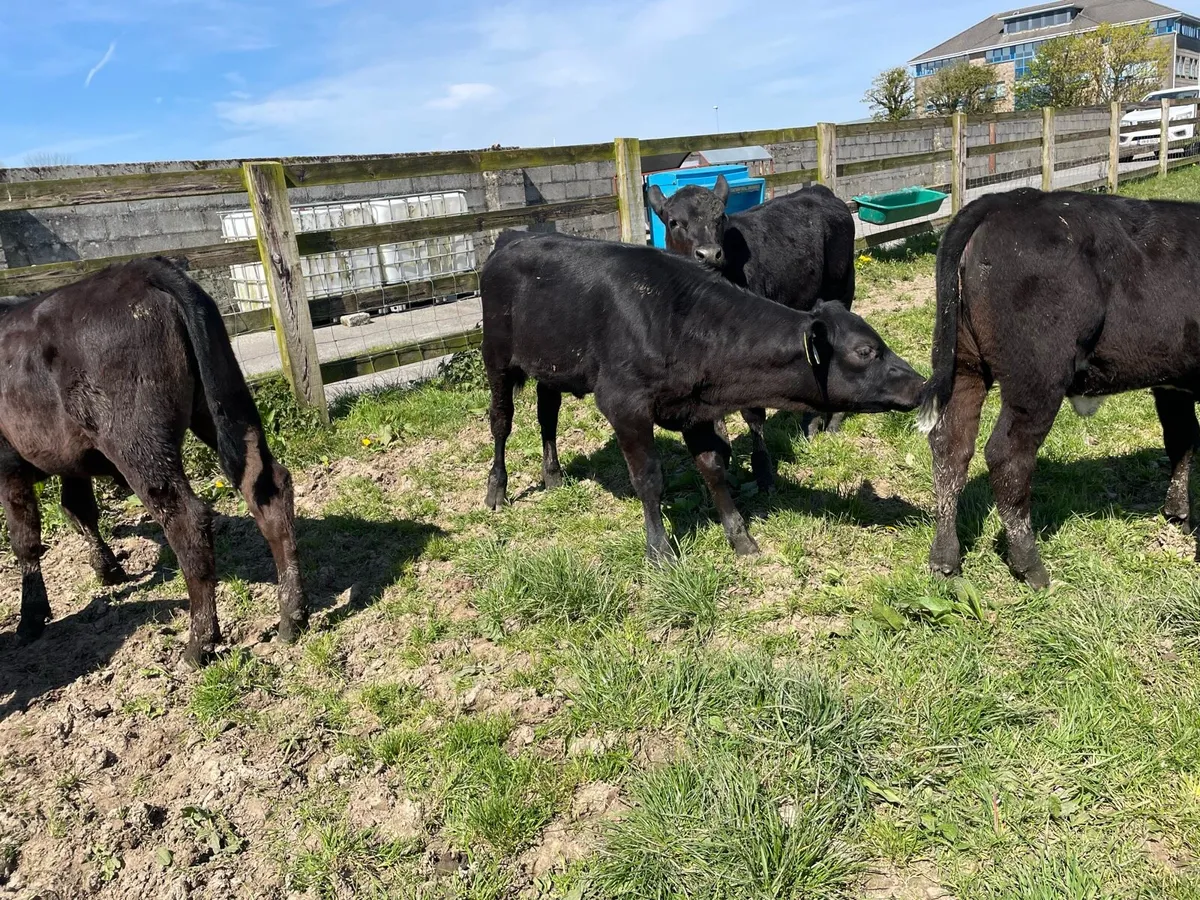 Reared Angus Heifer Calfs - Image 2