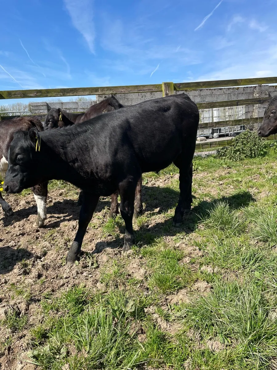 Reared Angus Heifer Calfs - Image 3