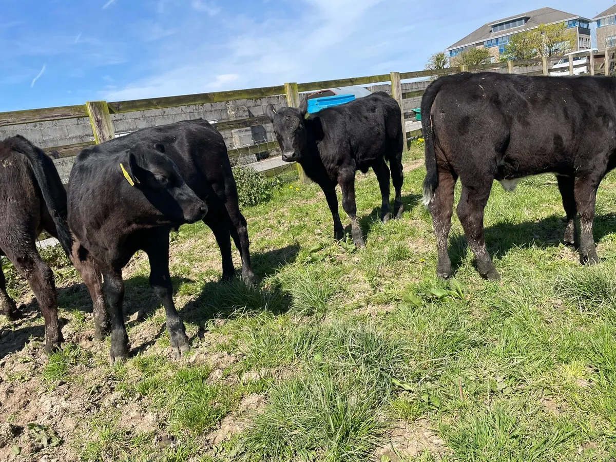 Reared Angus Heifer Calfs - Image 4