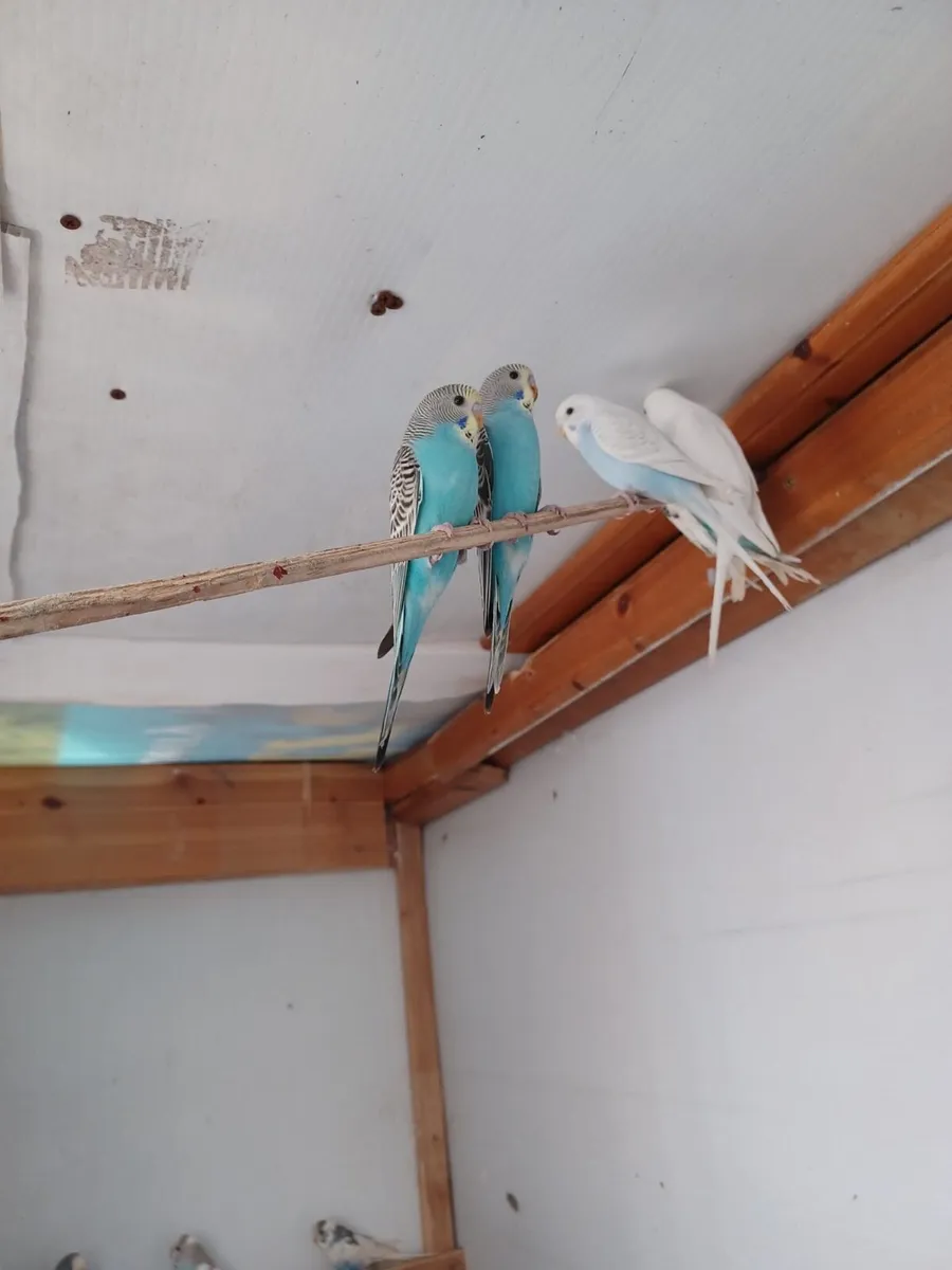 Budgies - Image 1