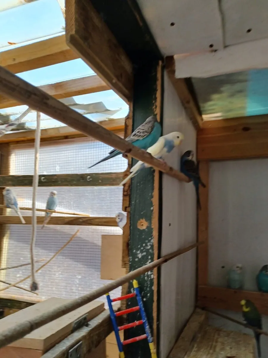 Budgies - Image 2