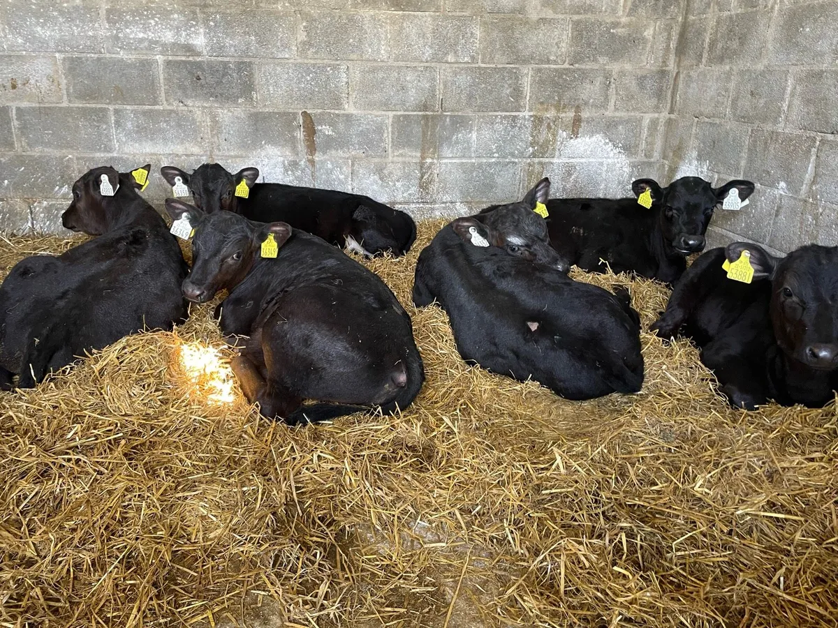 Super Angus Bull Calfs - Image 1