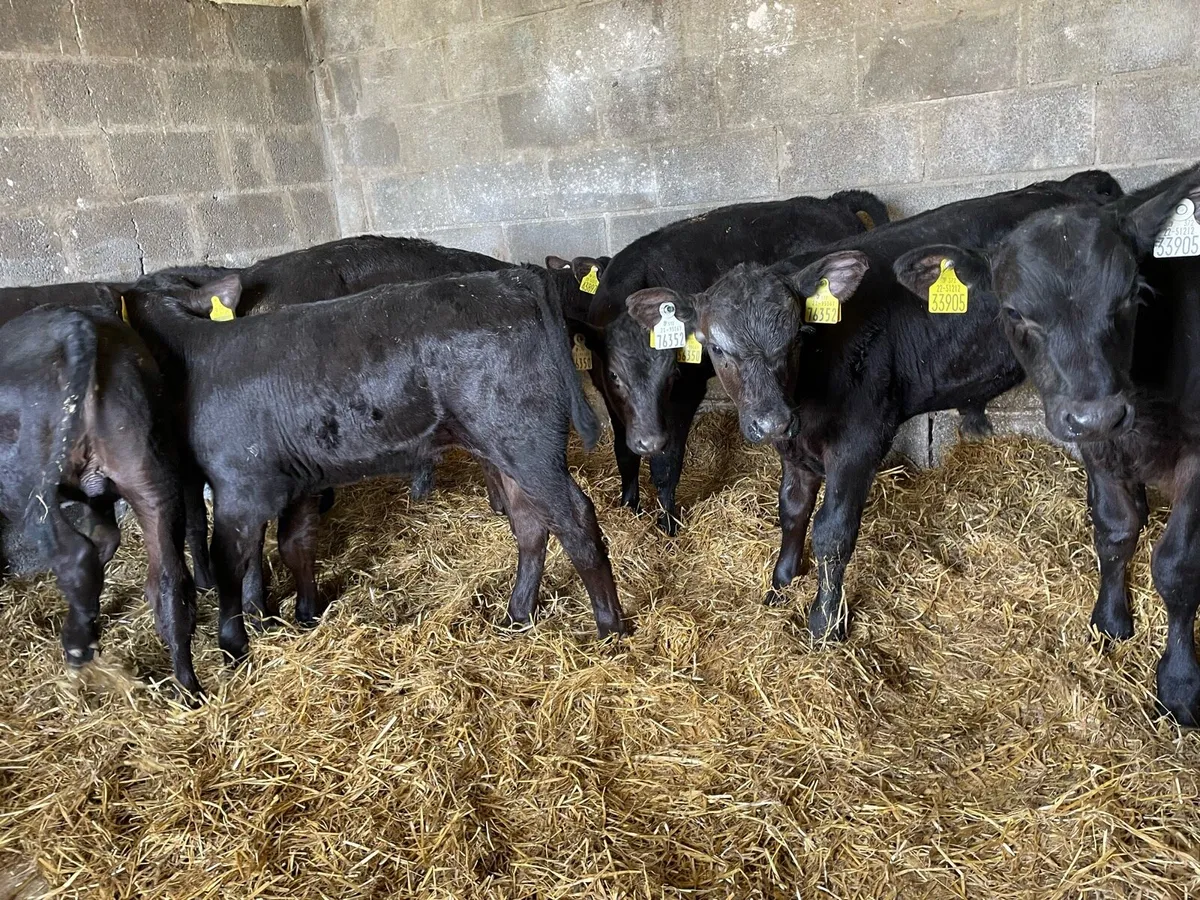 Super Angus Bull Calfs - Image 2