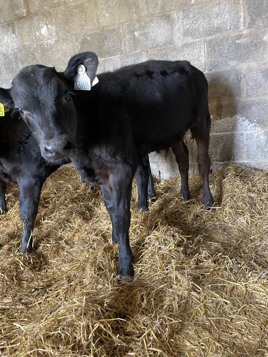 Super Angus Bull Calfs - Image 3