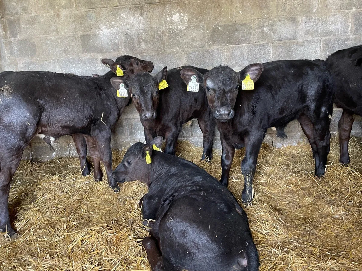 Super Angus Bull Calfs - Image 4