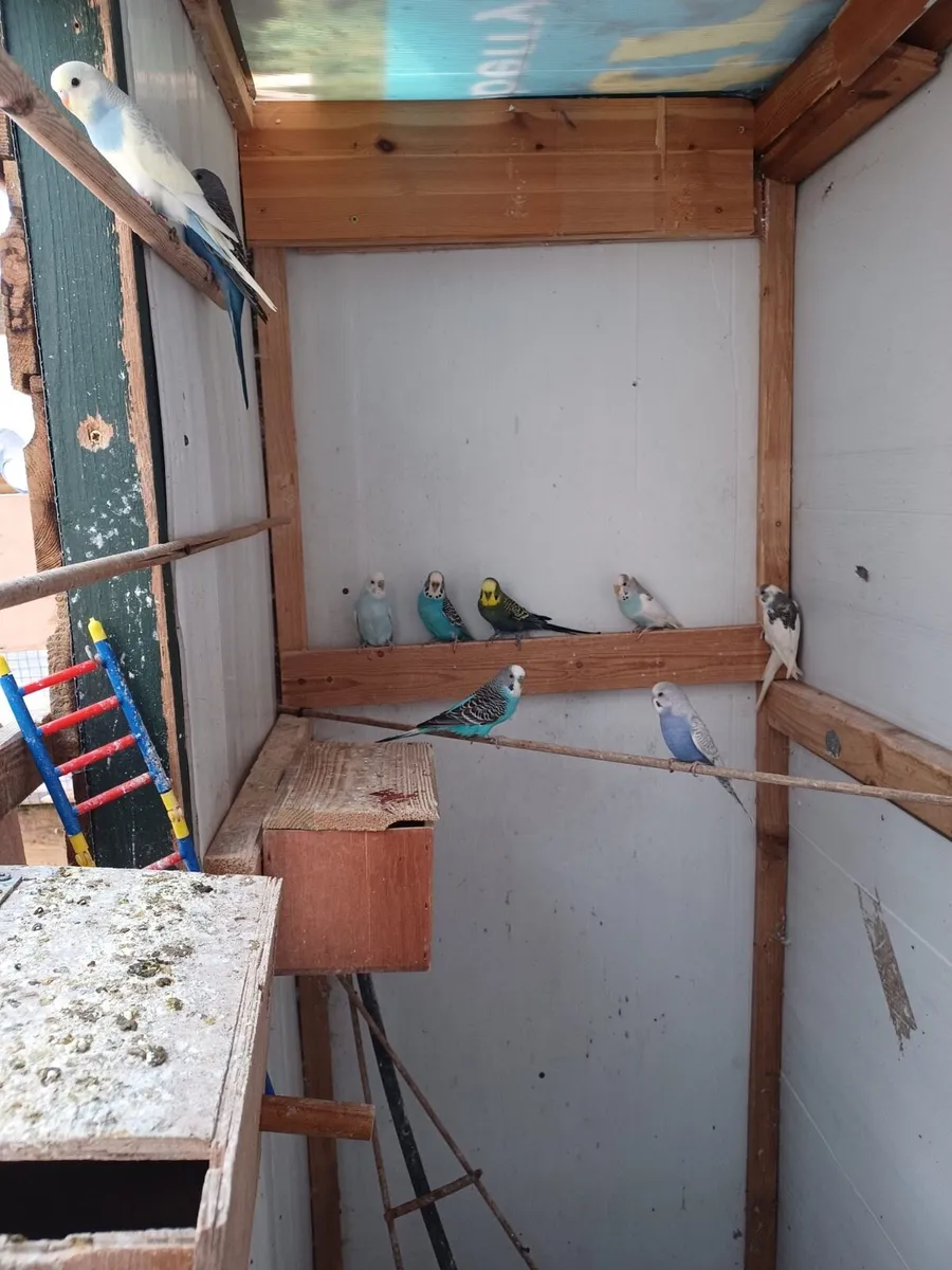 Budgies - Image 3