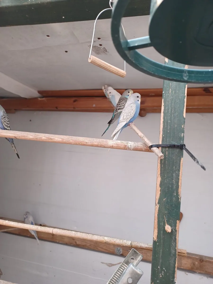 Budgies - Image 4