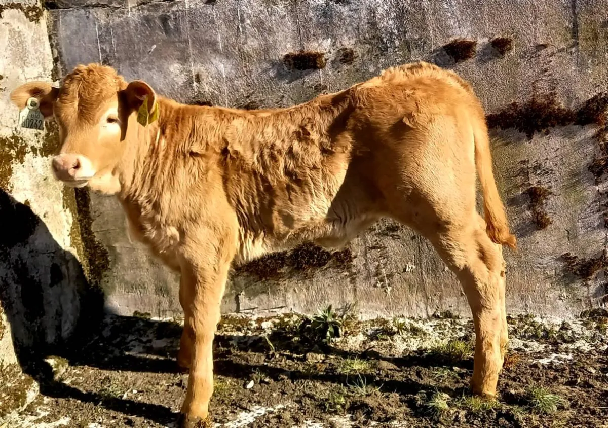 CHAROLAOIS HEIFER  CALF - Image 1