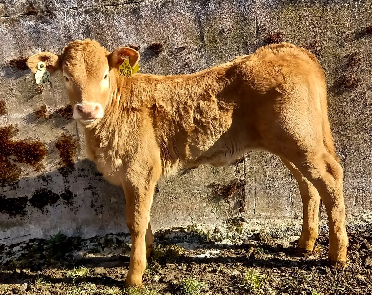 CHAROLAOIS HEIFER  CALF - Image 2