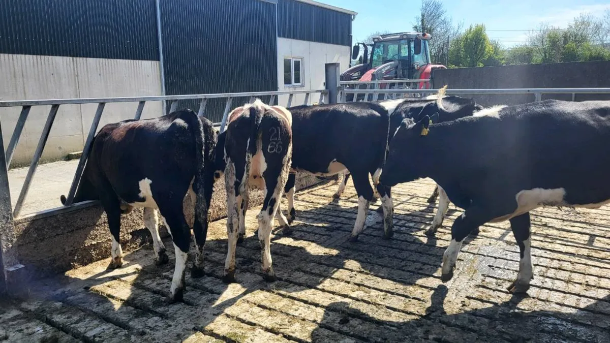 Friesian heifers for breeding - Image 2