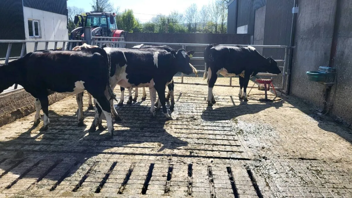 Friesian heifers for breeding - Image 3