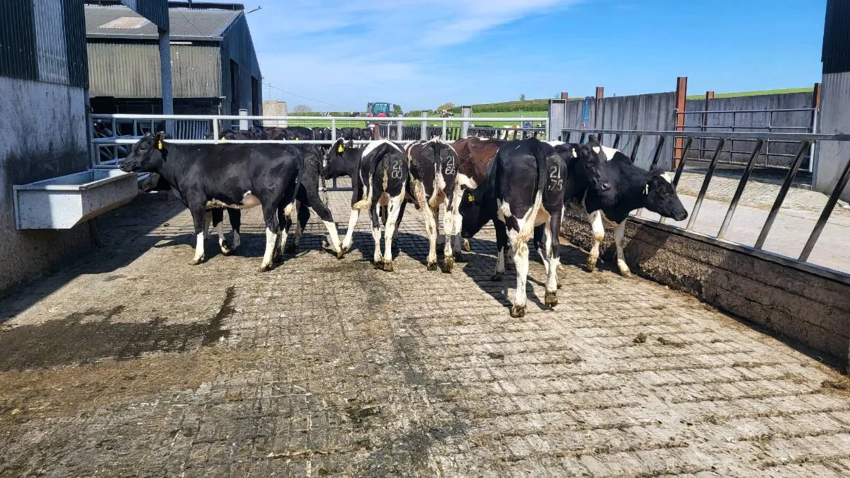 Friesian heifers for breeding - Image 1