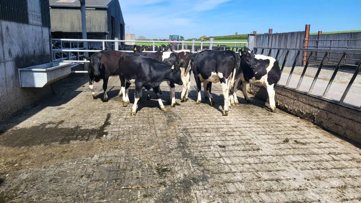 Friesian heifers for breeding - Image 4