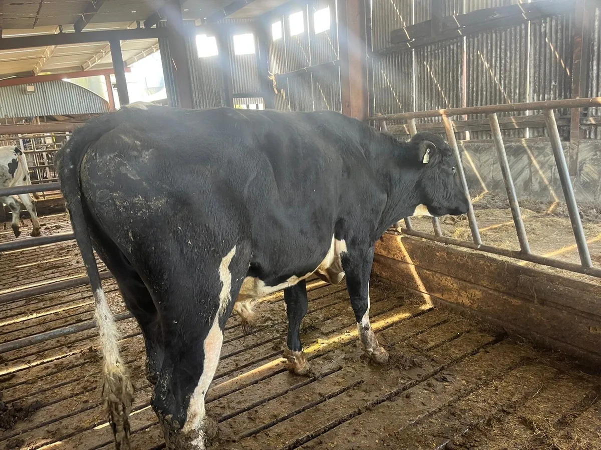 Friesian bull - Image 2