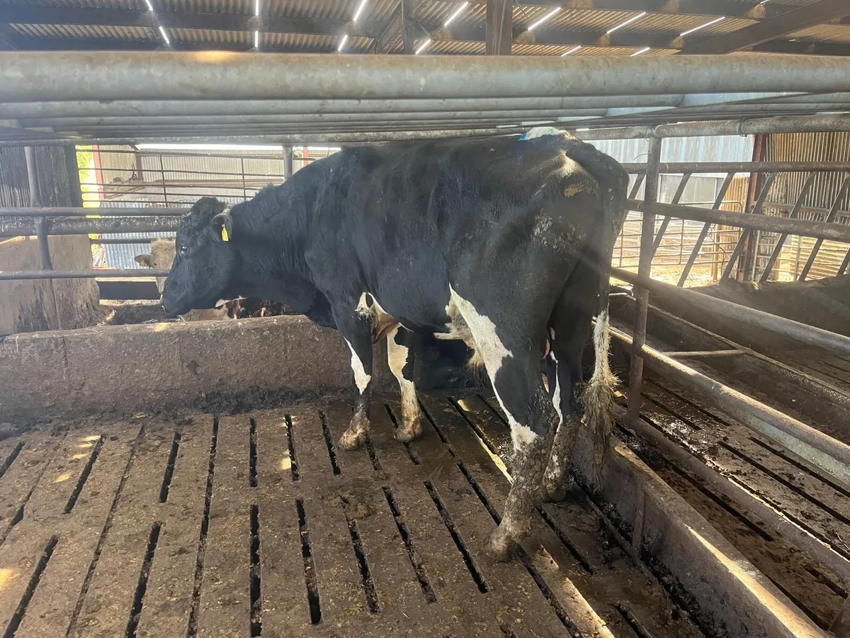 Friesian bull - Image 3