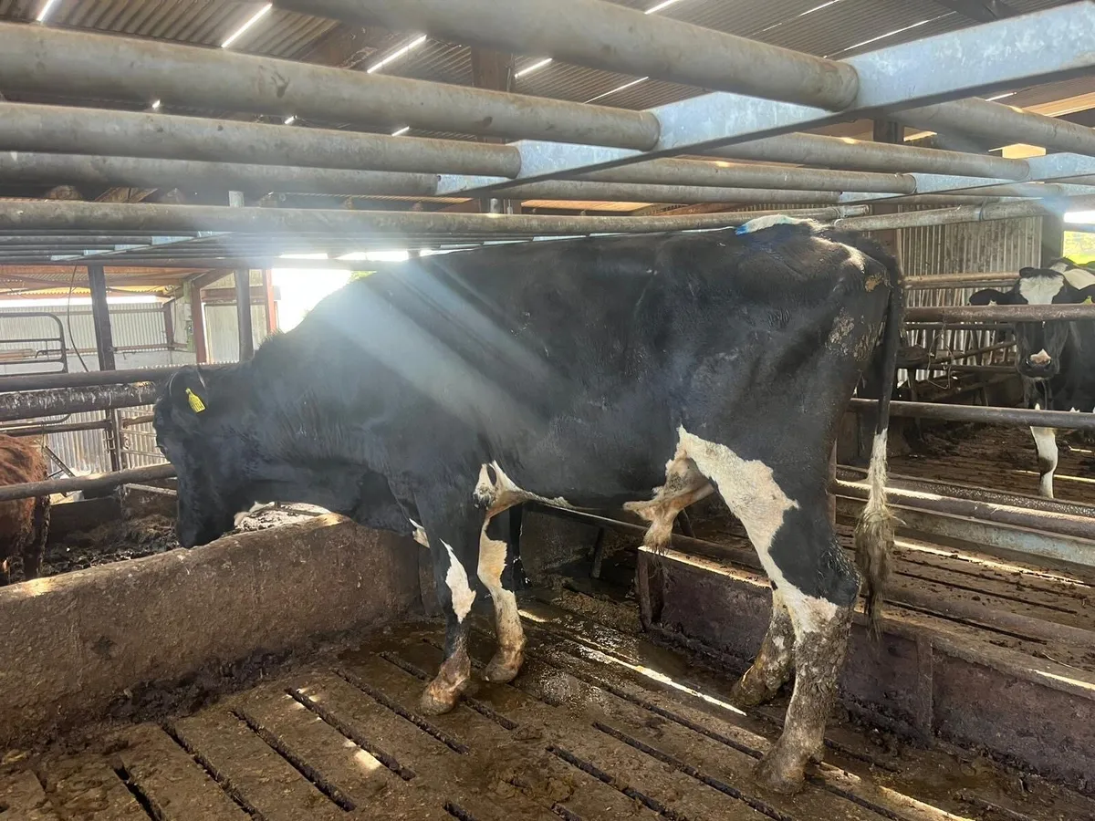 Friesian bull - Image 1