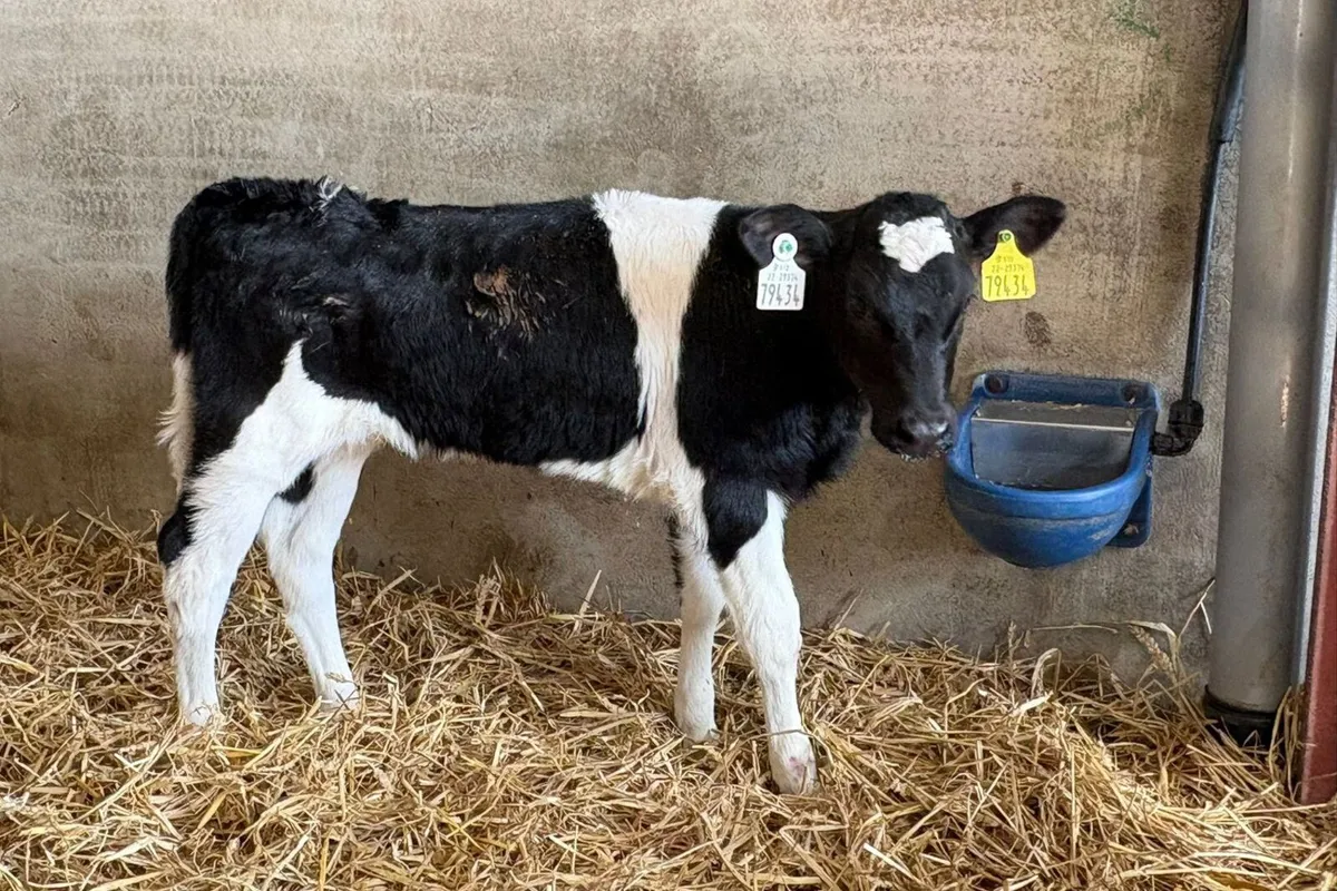 45 Calves High Solids - Image 1