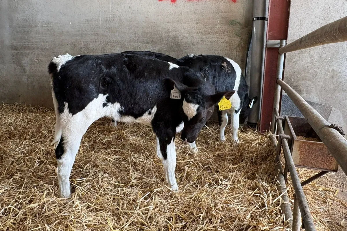 45 Calves High Solids - Image 3
