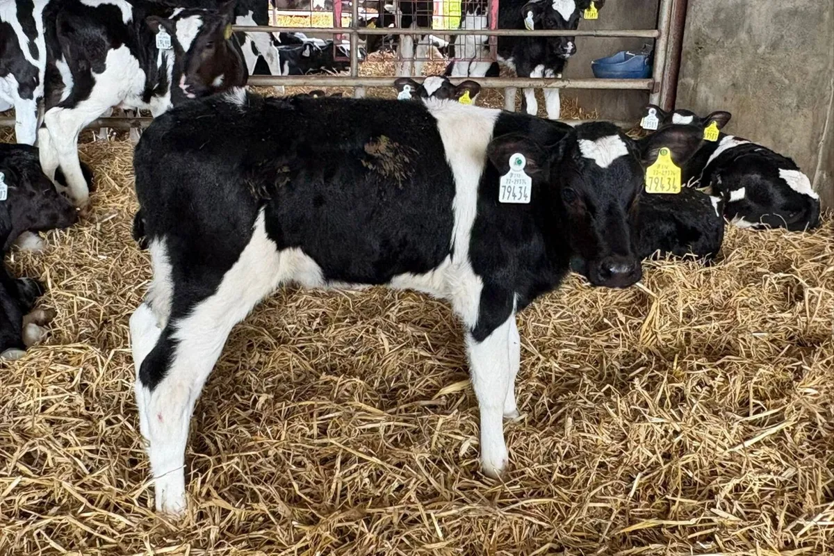 45 Calves High Solids - Image 2