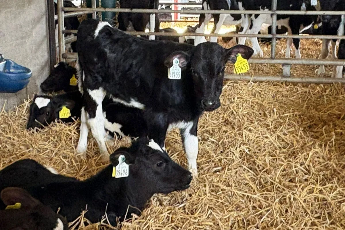 45 Calves High Solids - Image 4
