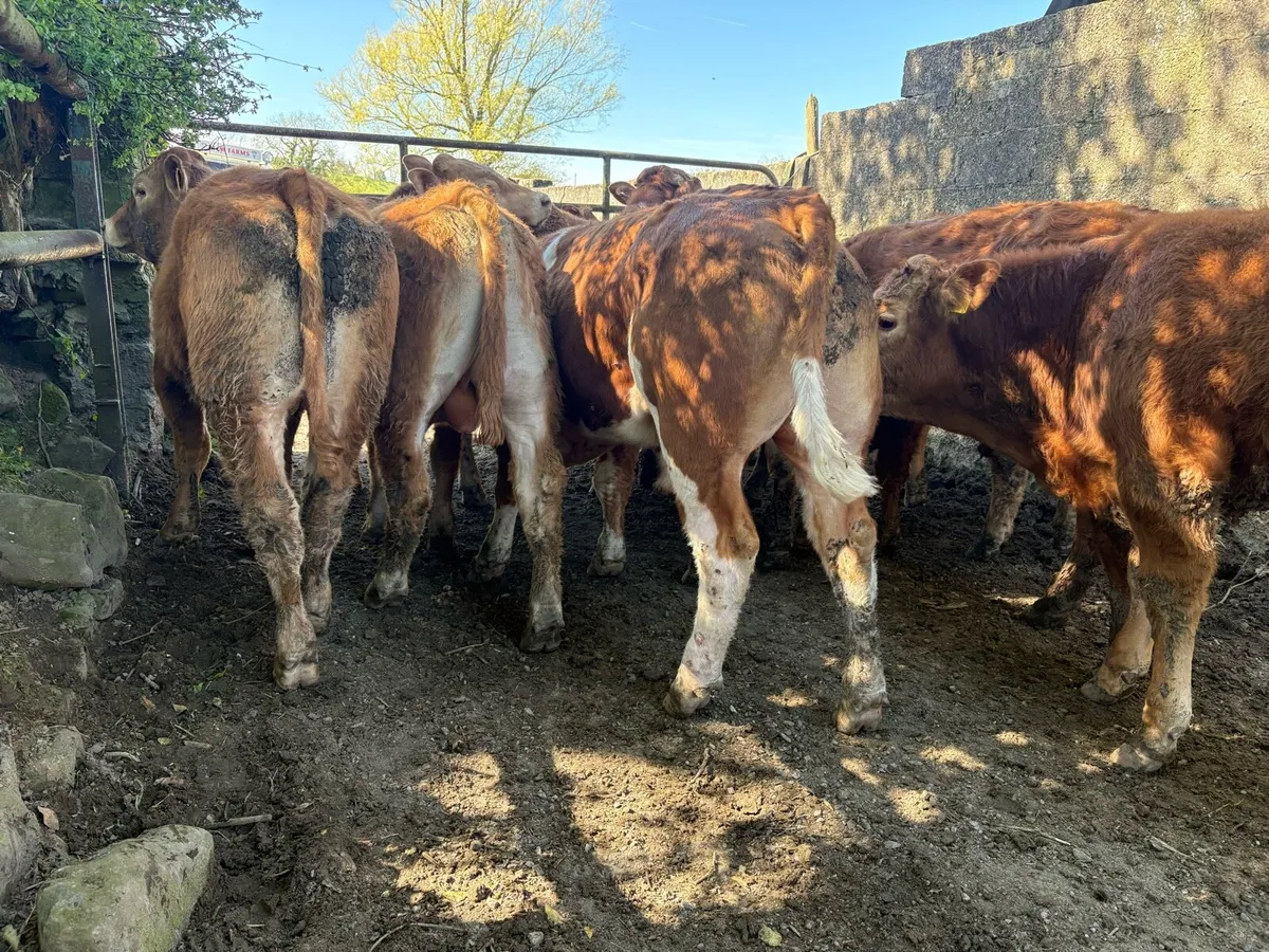 10 smashing limousine bullocks - Image 3