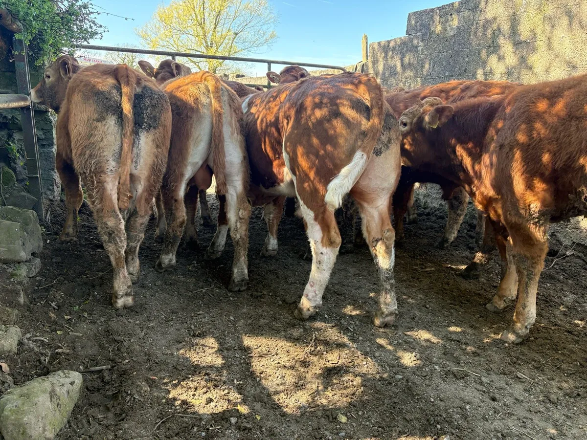 10 smashing limousine bullocks - Image 4