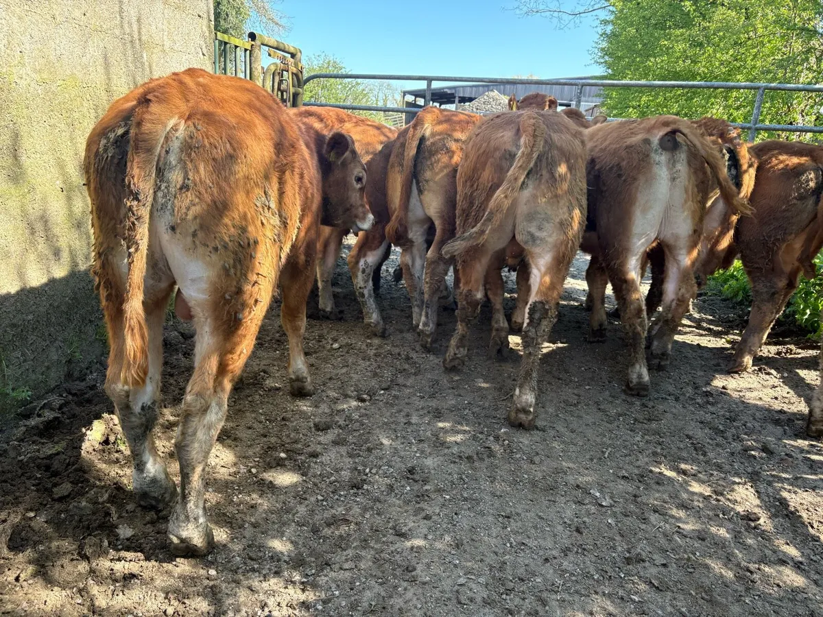 10 smashing limousine bullocks - Image 2