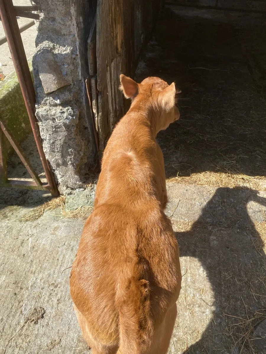 Limousine bull - Image 1