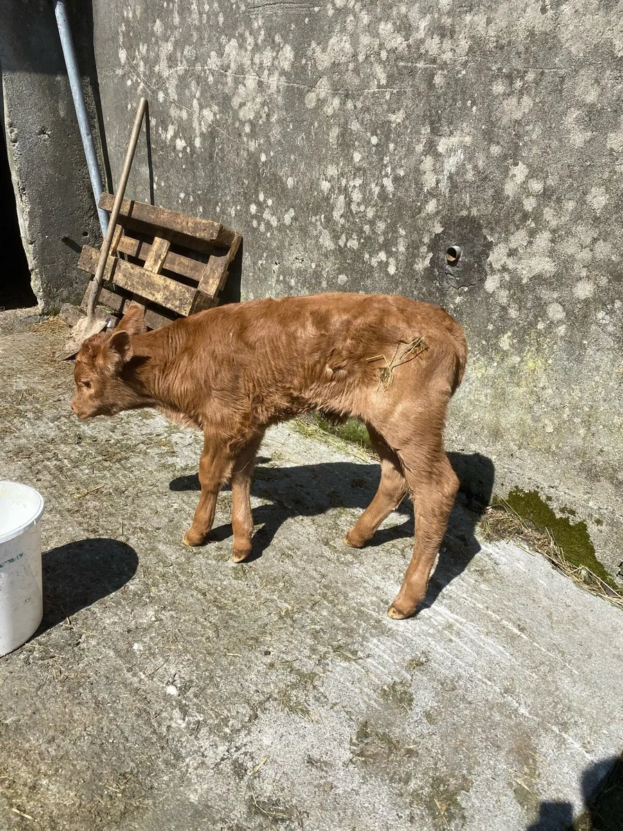 Limousine bull - Image 2