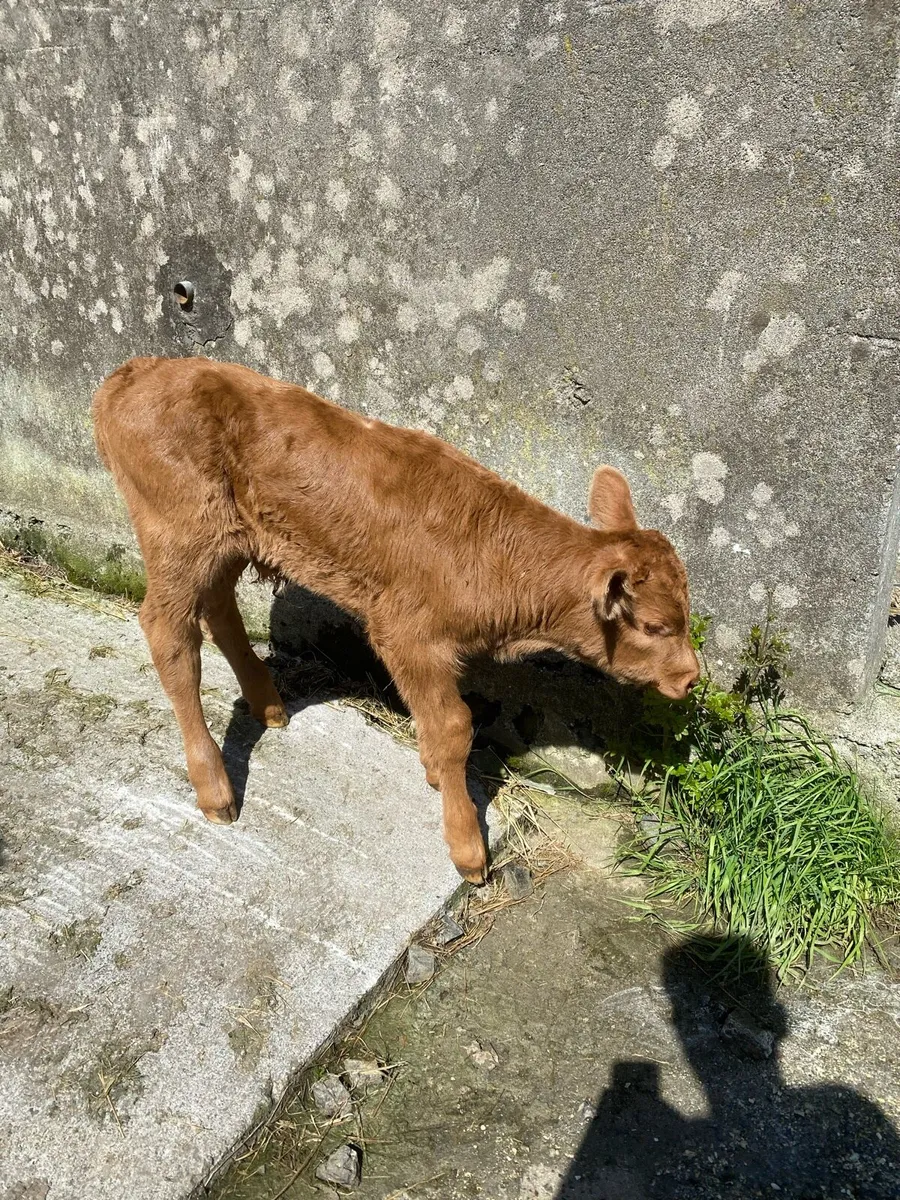 Limousine bull - Image 3