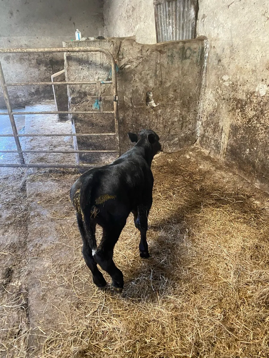 Limousine bull - Image 4