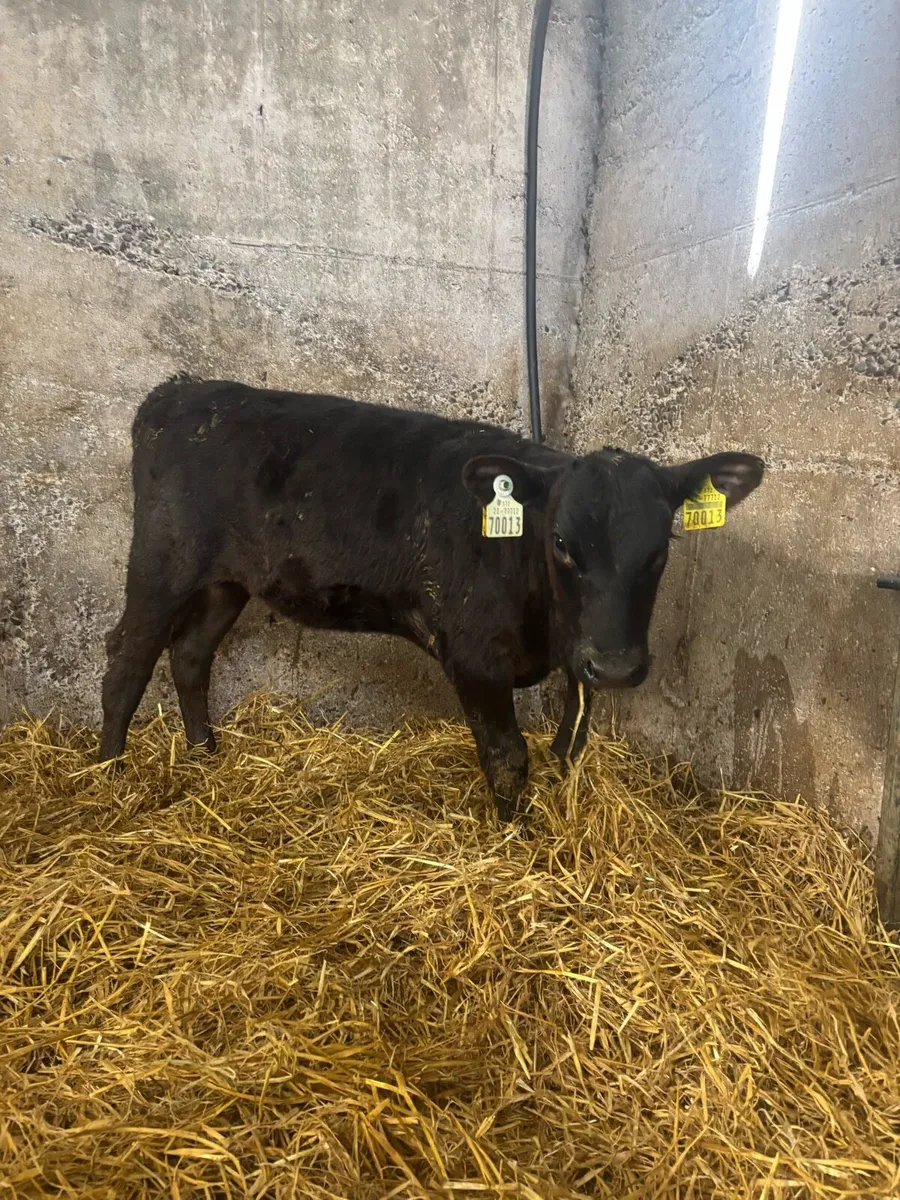 Angus calves - Image 1