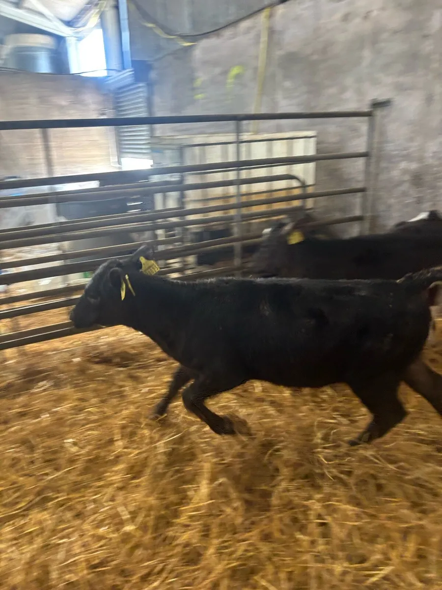 Angus calves - Image 3