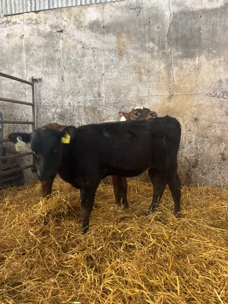 Angus calves - Image 2