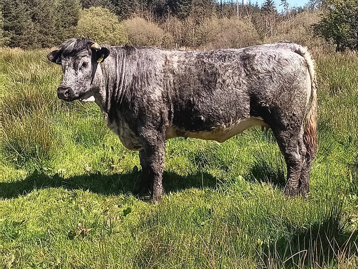 Springing Salar heifers - Image 1