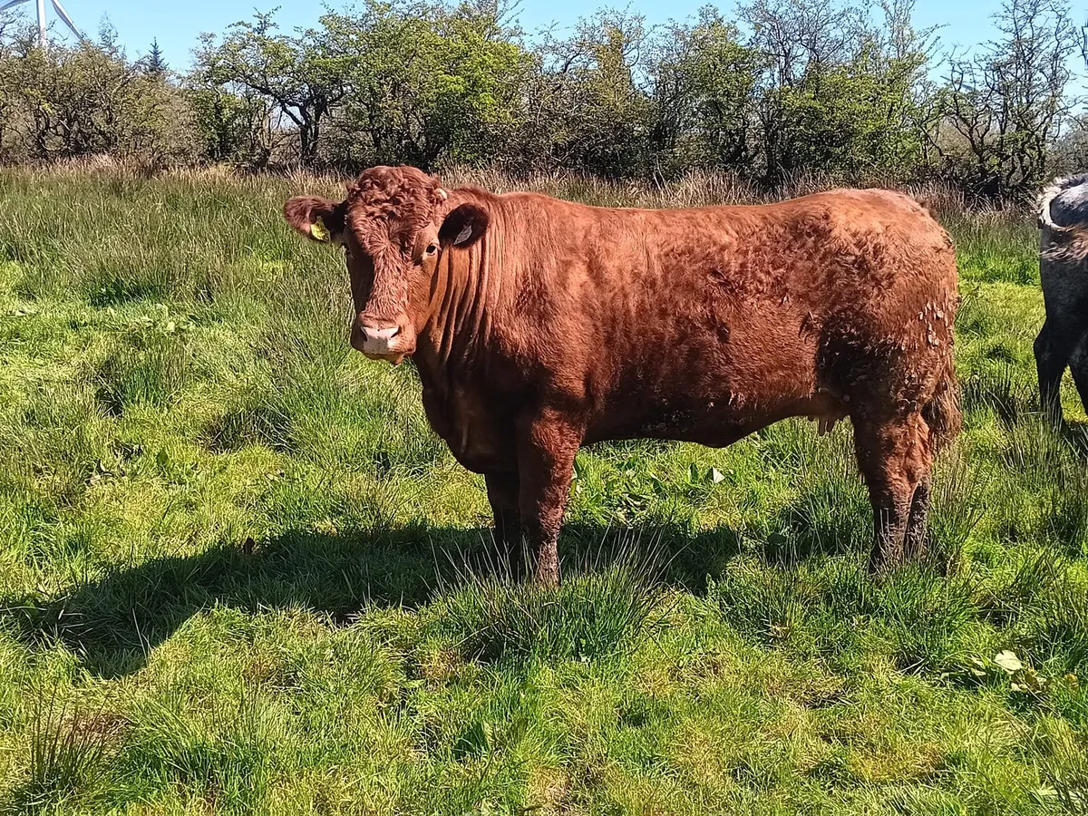Springing Salar heifers - Image 2