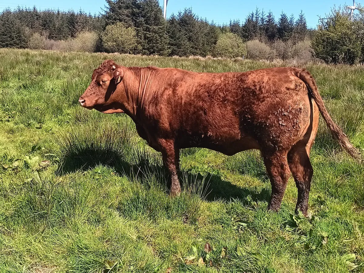 Springing Salar heifers - Image 4